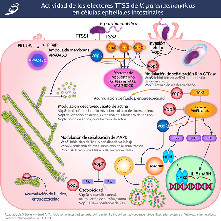 ciclo de vida vibrio cholerae