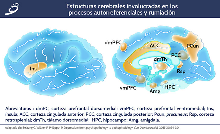 corteza cingulada anterior