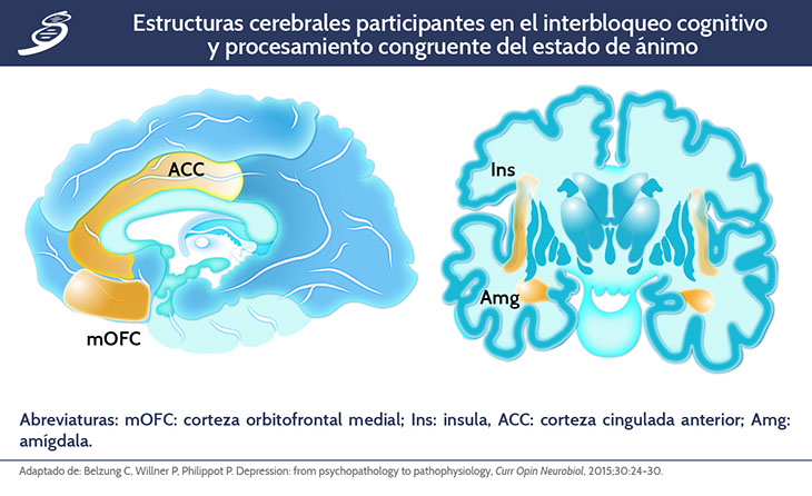 corteza cingulada anterior