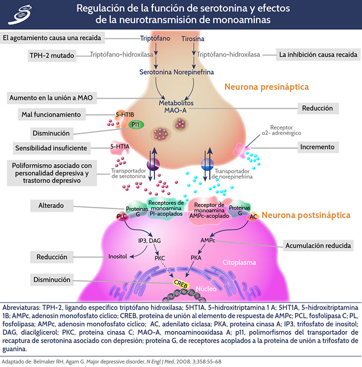 DM1_fisiopatologia