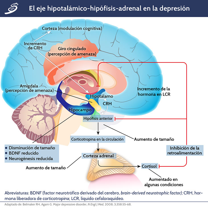 DM1_fisiopatologia